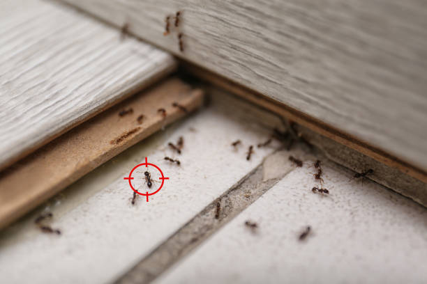 Best Local Pest Control Services  in Etowah, NC