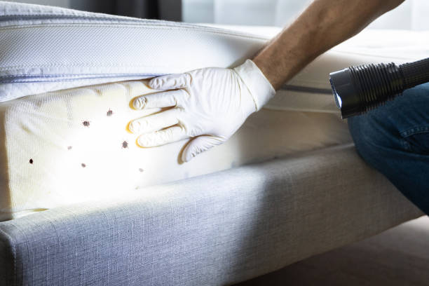 Best Ant Control Services  in Etowah, NC