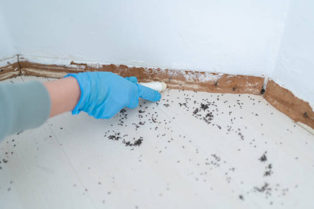 Best Ant Control Services  in Etowah, NC